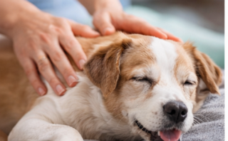 Hund in Therapie