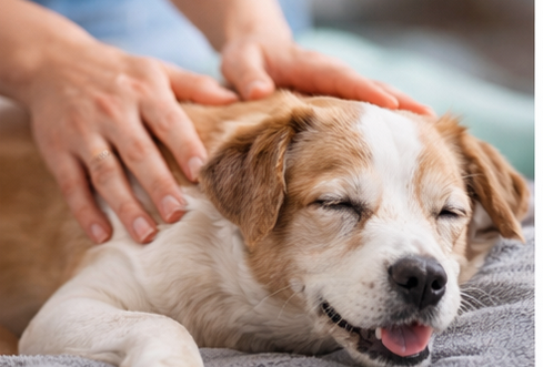 Der alte Hund – wie du ihn im Alltag unterstützen kannst