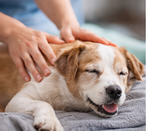 Hund in Therapie