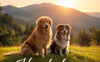 Hundephysio ronnenberg