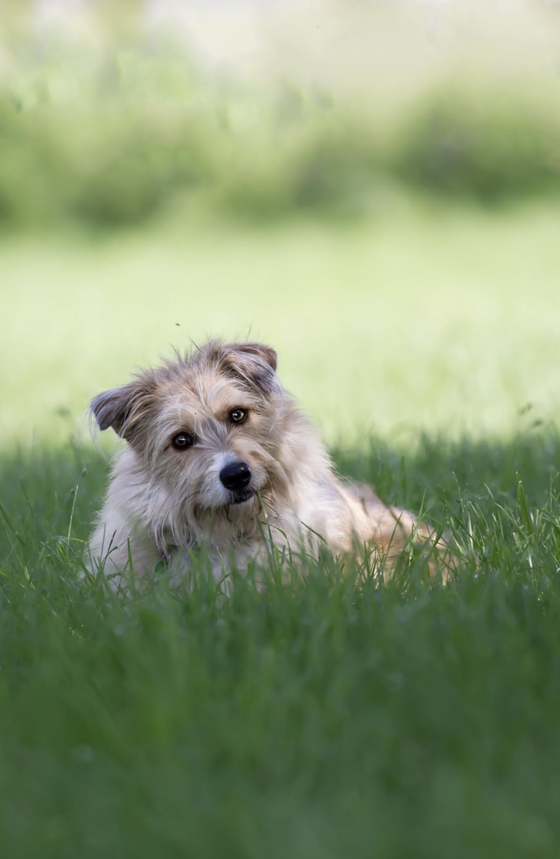 Hundephysio in Barsinghausen und Umgebung