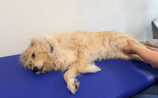Der alte Hund – wie du ihn im Alltag unterstützen kannst